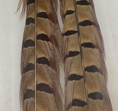 Wapsi Pheasant Tail Feathers Pair - Sportinglife Turangi